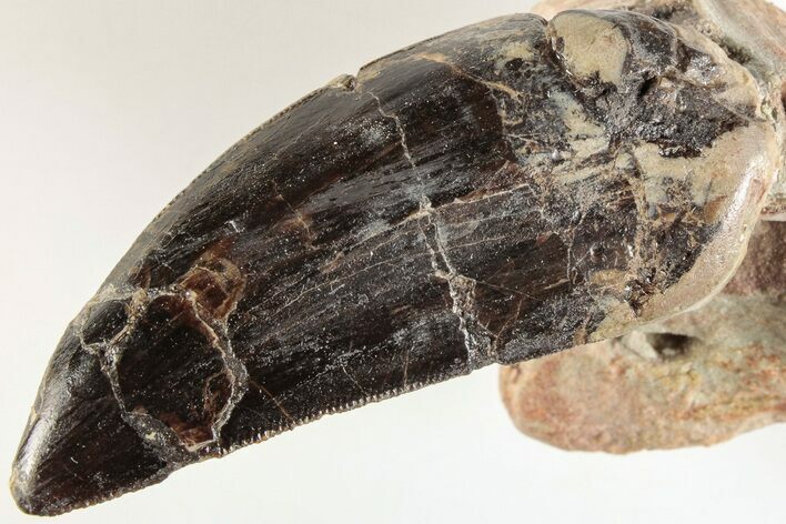 Serrated, Carcharodontosaurus Tooth - Dekkar Formation, Morocco #200522